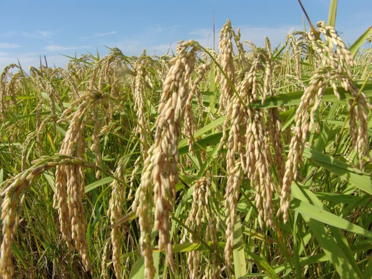 Boa notícia para o arroz: exportações crescem mais de 30% em setembro