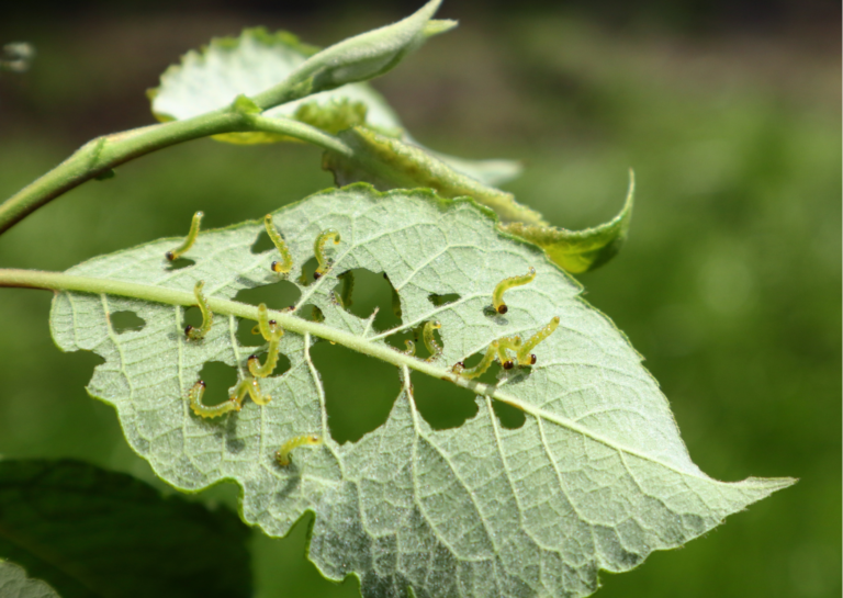 Produtos de baixo impacto para o controle de pragas têm registro publicado