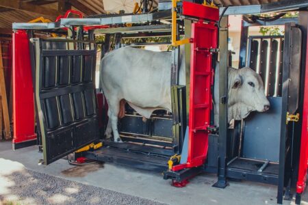 DBA melhora o manejo com uso de tronco de contenção hidráulico