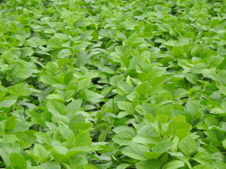 Mercado da soja observa o clima. E a China volta às compras