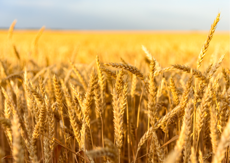 Preço do trigo aumenta quase 8% com escalada da guerra na Ucrânia