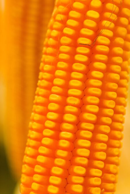 Milho: escassez garante estabilidade de preços. Clima e economia mundial no radar