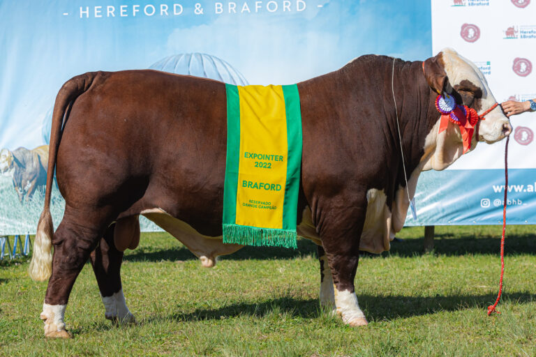 Nova modalidade de comercialização na raça Braford democratiza genética da Fazenda Esperança
