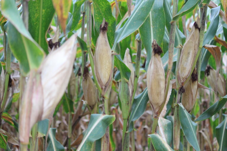 Milho: cereal brasileiro pode ser protagonista mundial. Embarques acelerados