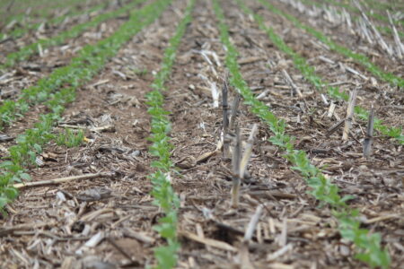 Soja: plantio e exportações avançam no Brasil. E o mercado observa o clima