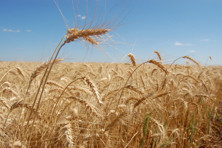 Trigo: boas chuvas e ausência de geadas levam a 10 milhões de toneladas