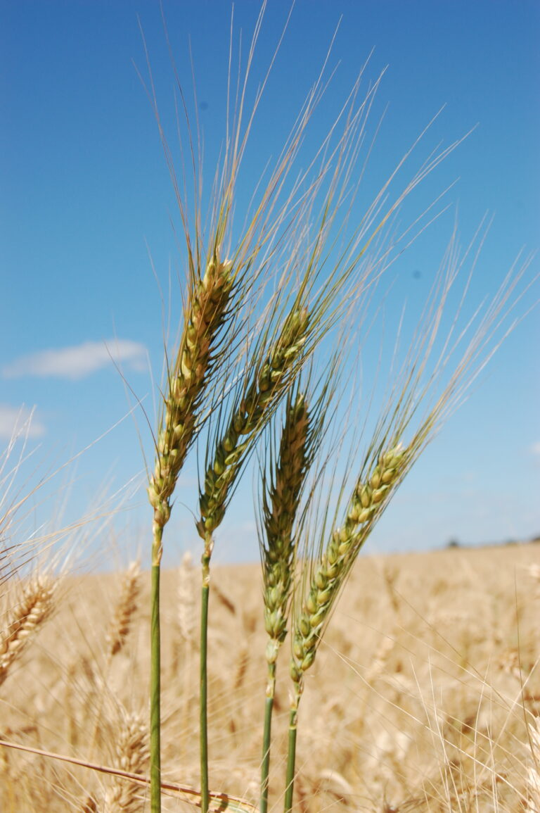 Santa Catarina vai colher 34% mais de trigo
