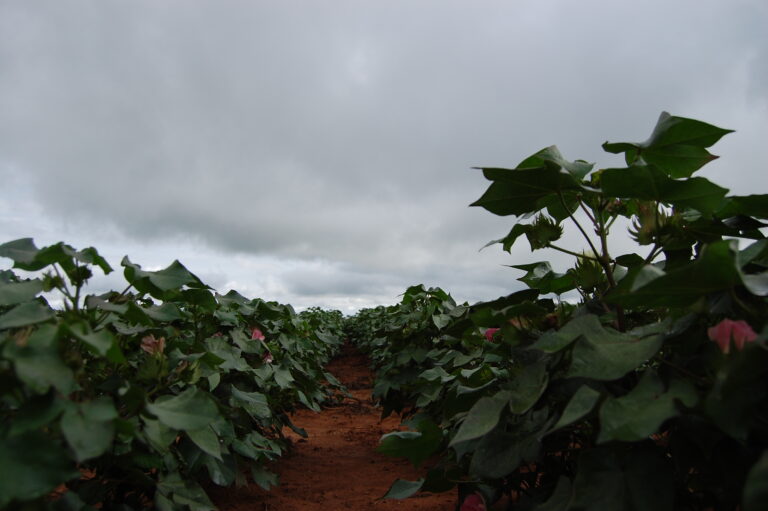 Bahia: 12% a mais de algodão em 2022/2023