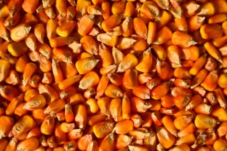 Exportações ucranianas de milho desabam 50%