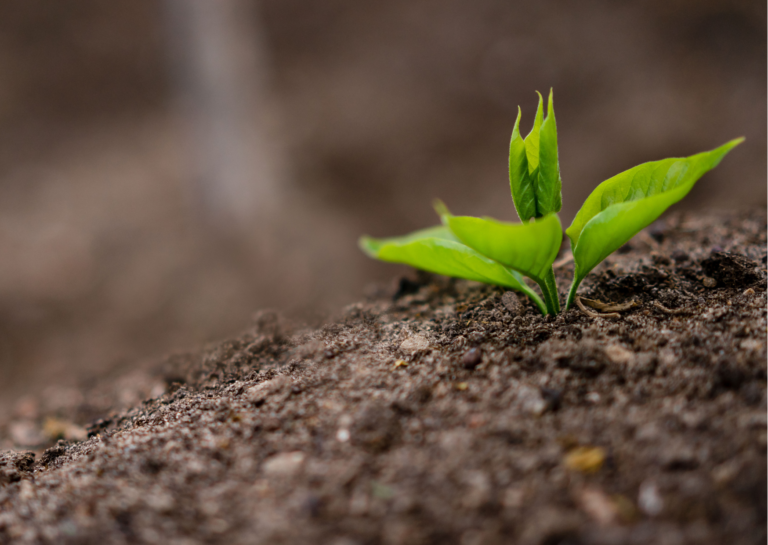 Bioinsumo: será modismo?