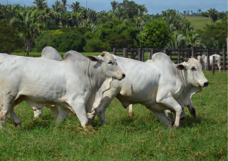 Cotação gado gordo