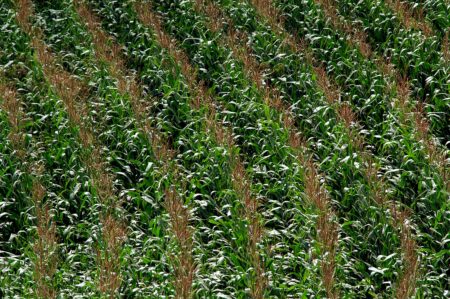 Milho: exportações firmes e saca a cima de R$ 85