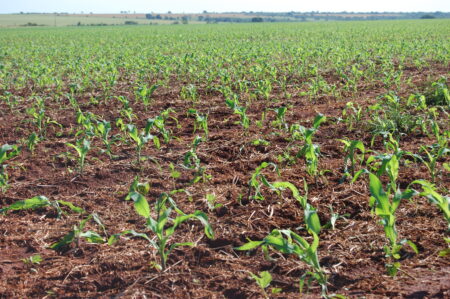 Milho: demandas interna e externa aquecidas