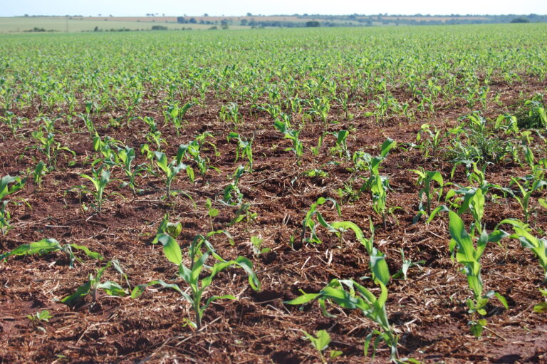 Milho: demandas interna e externa aquecidas