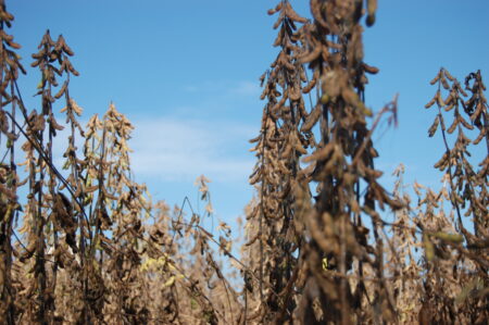Soja com demanda firme e assim valorizada