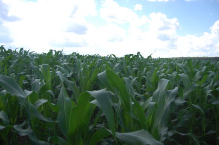 Fim de ano já no radar do mercado do milho