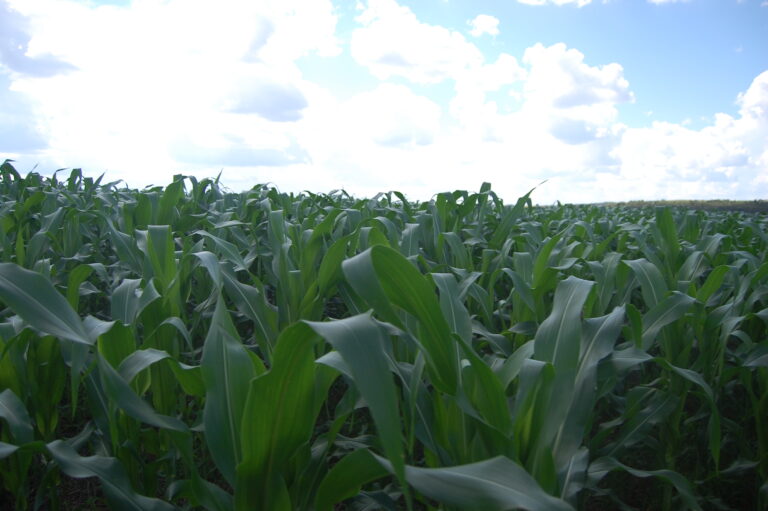 Fim de ano já no radar do mercado do milho