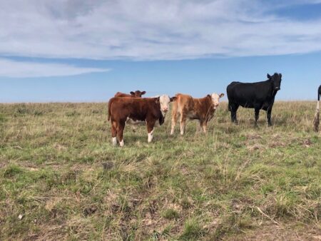 Conheça critérios para o descarte de reprodutores