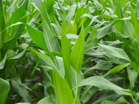 Milho: seca na Europa e na Argentina mantém Chicago em alta