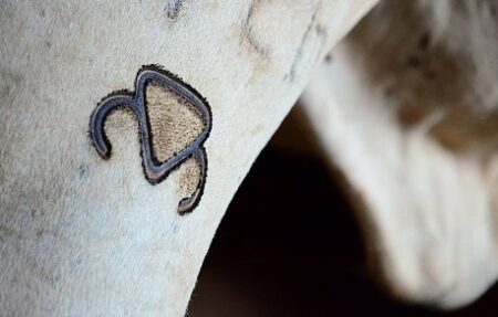 MAPA prorroga validade de Registro Genealógico de Nascimento de zebuínos