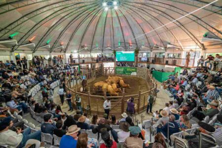 Universo Pecuária gera R$ 55,3 milhões em negócios