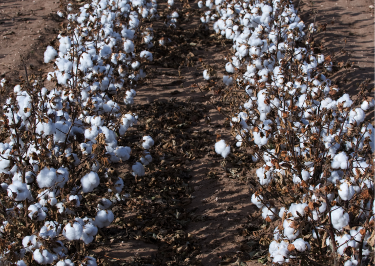 Algodão: China principal destino