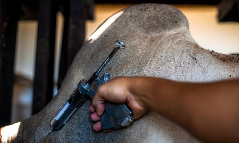 Vacinação contra febre aftosa é prorrogada em todo país