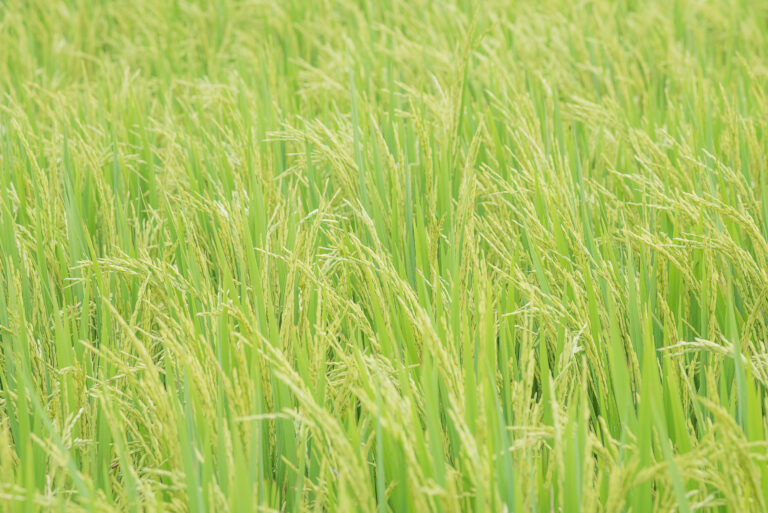 Arroz no RS encolhe área em 10%, mas produtividade vai compensar abastecimento