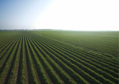 Qual impacto que as decisões políticas tem no agro? – Rui Alberto Wolfart