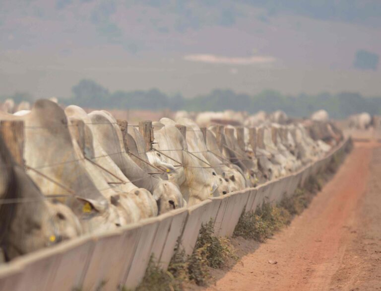 Custos da nutrição devem cair em 2023