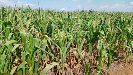 Estiagem: Já são 22 municípios em situação de emergência no RS