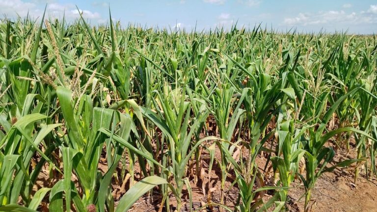 Estiagem: Já são 22 municípios em situação de emergência no RS