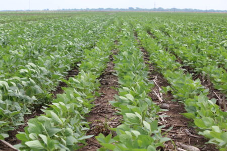 Boa notícia aos produtores: lavouras de verão em bom andamento