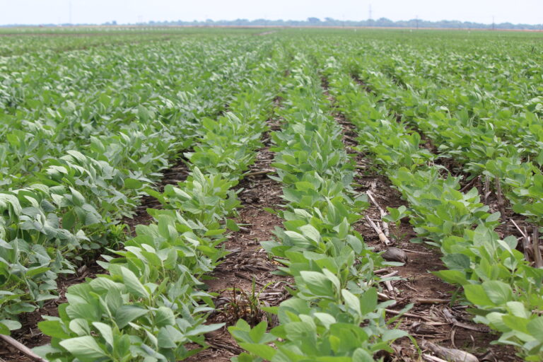 Boa notícia aos produtores: lavouras de verão em bom andamento