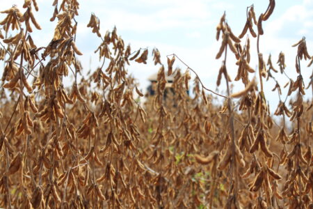 Soja 2022/2023: venda antecipada mais lenta que o histórico