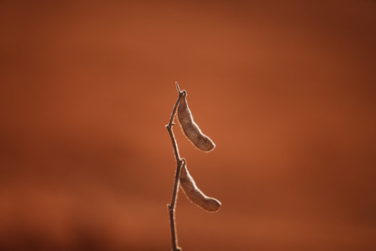 Saca de soja a R$ 200! Quebra histórica e alta rentabilidade é um balanço de 2022