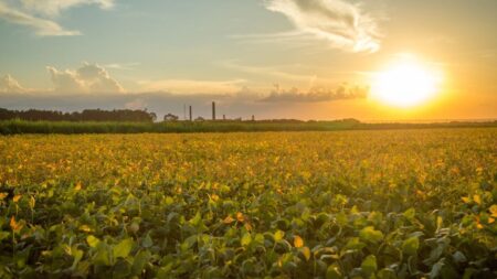 Verão com impactos no início da safra 2022/2023