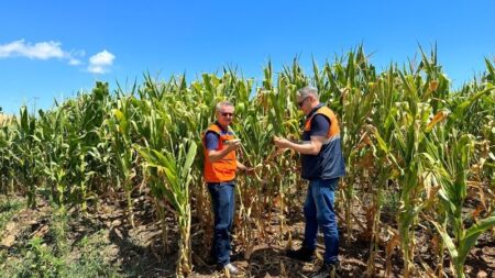 Campo sofre com a estiagem em doze municípios gaúchos