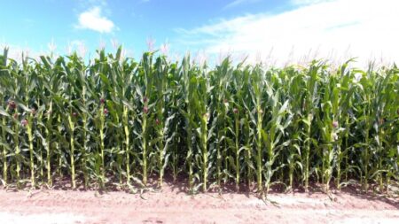 Abertura Oficial da Colheita do Milho marcada para 10 de fevereiro em Jaguarão Lavoura de milho na Fazenda São Francisco, que sediará abertura da colheita este ano - Foto: Rodrigo Ribeiro/Grupo Quero-Quero