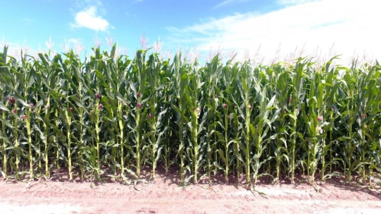 Abertura Oficial da Colheita do Milho marcada para 10 de fevereiro em Jaguarão Lavoura de milho na Fazenda São Francisco, que sediará abertura da colheita este ano - Foto: Rodrigo Ribeiro/Grupo Quero-Quero