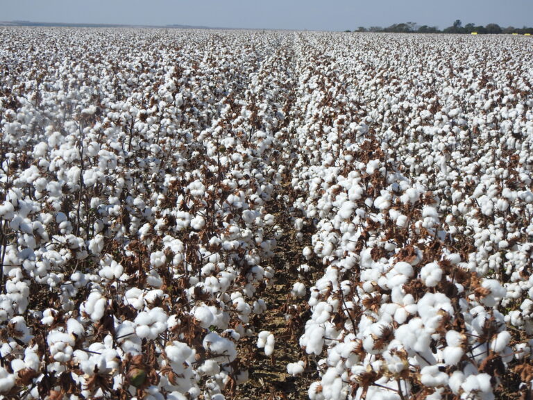 Algodão: pouca oferta na entressafra e cotação sobe ao produtor