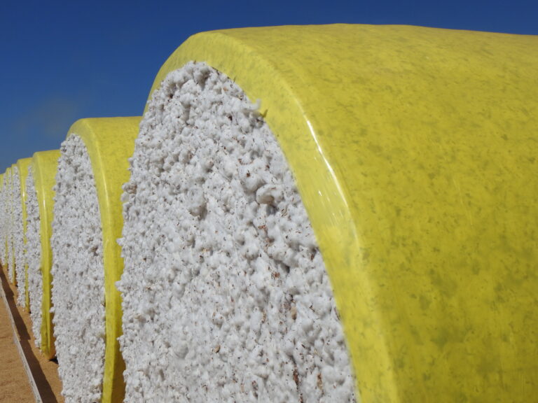 Algodão: apesar de queda forte em NY, mercado doméstico com preços firmes