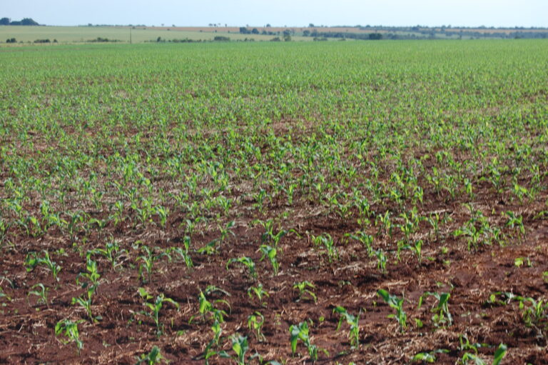 MT: arranca o plantio do milho e segue um pouco lenta a colheita da soja