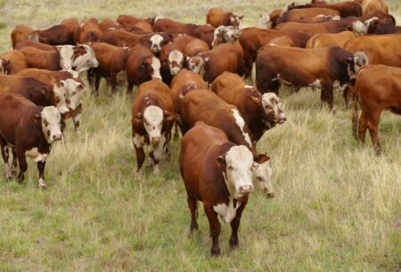 Seca já ameaça reprodução do rebanho gaúcho