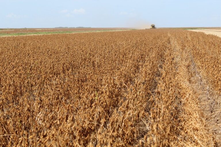 Soja sobre área de cana se destaca na safra paulista de grãos