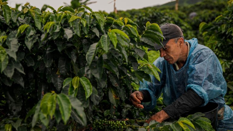 Setor ainda está incerto quanto ao volume da safra de 2023