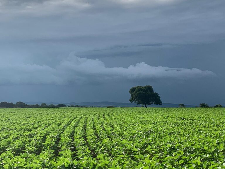 Qual a melhor época para o plantio de pastagens? parte 1 – Adilson de Paula