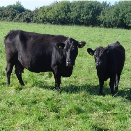 Novo prazo para tomada de subsídios sobre rastreabilidade na cadeia produtiva