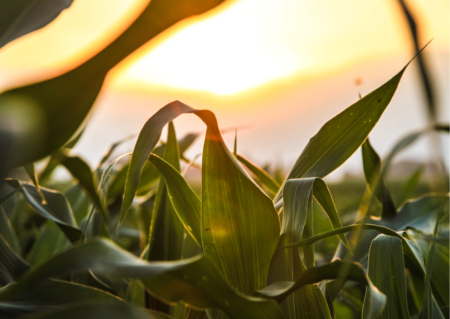 Aumento nas exportações do milho impõe mudança no mercado nacional