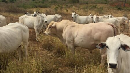 Carne cara e consumidor descapitalizado estagnam arroba